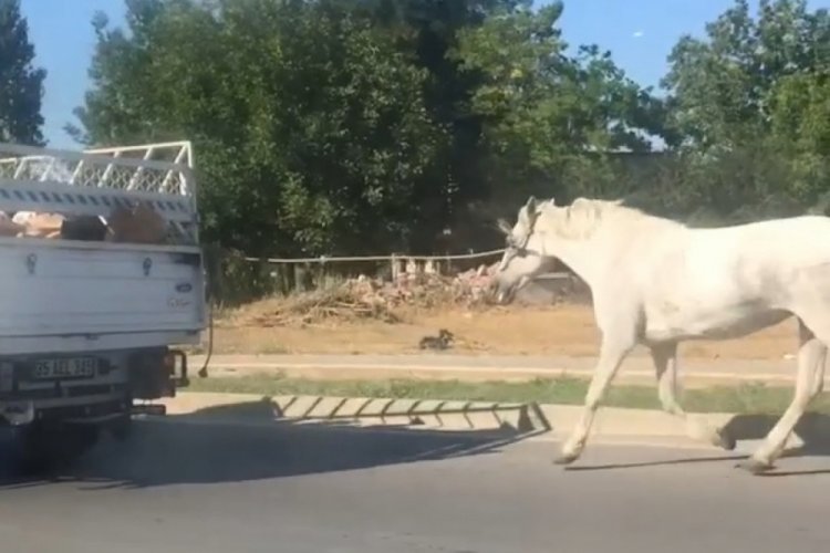 Bursa'da tepki çeken görüntü! Kilometrelerce koşturdu