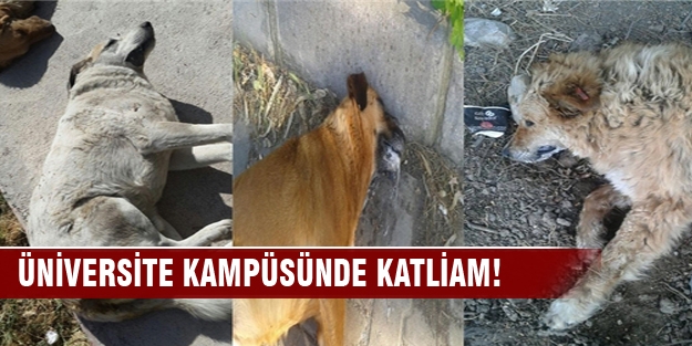 Ege Üniversitesinde köpek katliamı