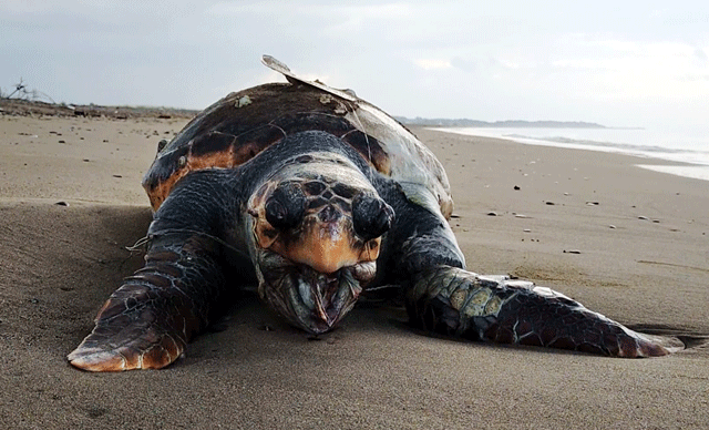 Kaplumbağalara ölüm tuzağı