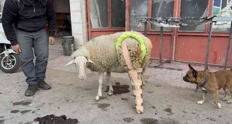 Sanayi şehri Bursa'da bacağı kırılan koyuna bakın ne yaptılar!