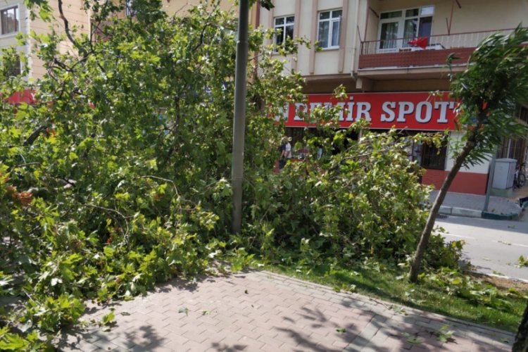 Bursa Gemlik'te tarihi çınar devrildi 