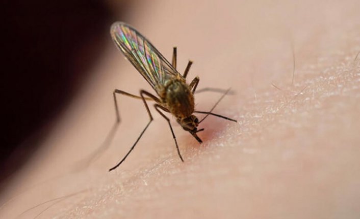 Yunanistan'da Batı Nil Virüsü alarmı: Vaka sayısı 150'yi geçti