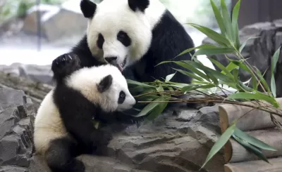 Çin 20 Yıl Aradan Sonra ABD’ye Panda Kiralıyor